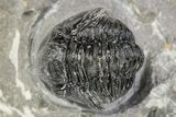 Detailed Gerastos Trilobite Fossil - Morocco #242774-3